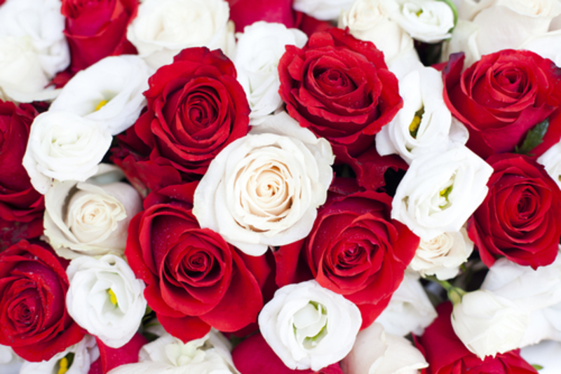 Charming Facts About Roses That You’ll Definitely Want To Share | 