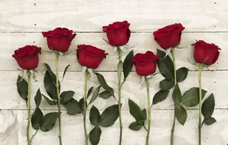 Charming Facts About Roses That You’ll Definitely Want To Share | 