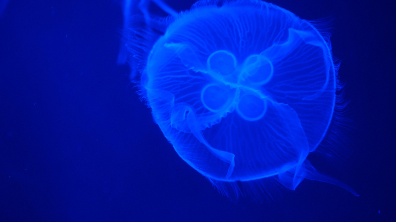 Inside the Fascinating World of Jellyfish | Shutterstock