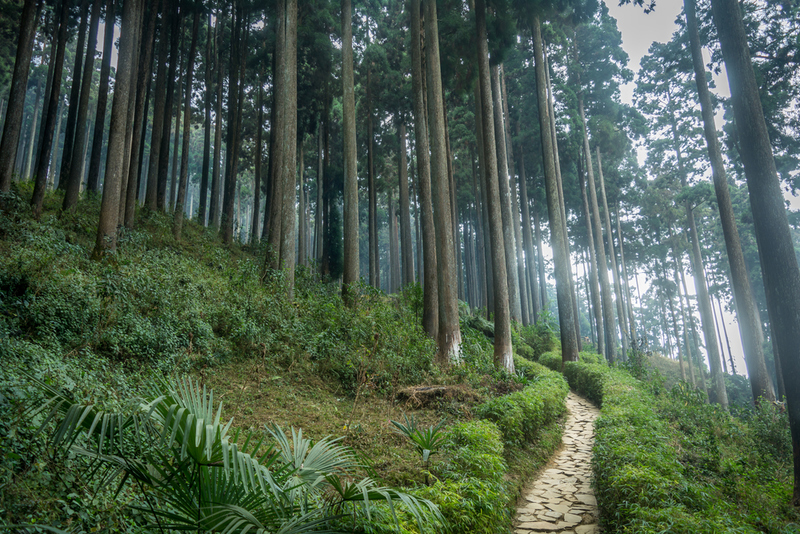 Subtropical Pine Forests in the Himalayas | Shutterstock