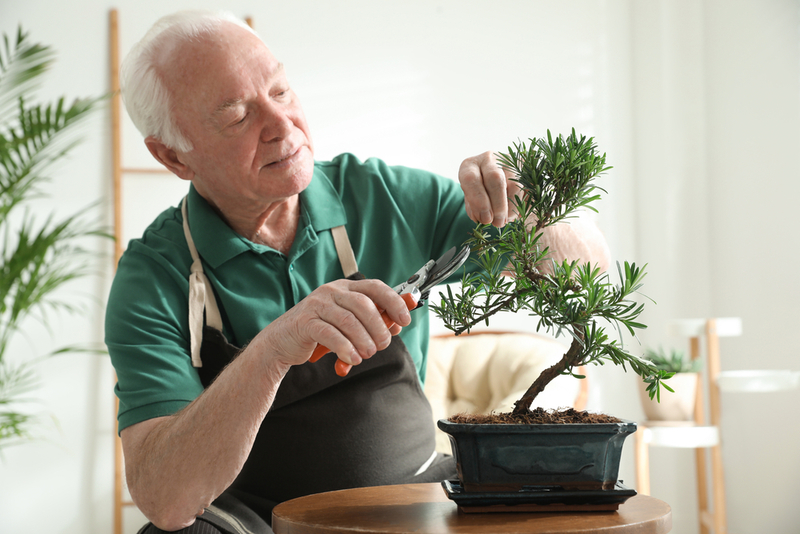 The Beautiful Benefits of Bonsai Plants | Shutterstock