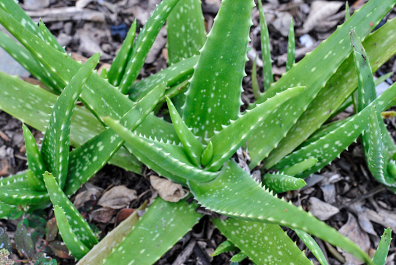 All You Need to Know About Aloe Vera | Getty Images