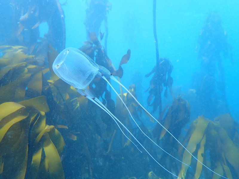 Inside the Fascinating World of Jellyfish | Shutterstock