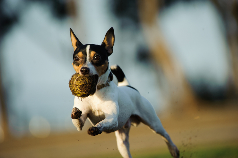 Fox Terriers | Shutterstock