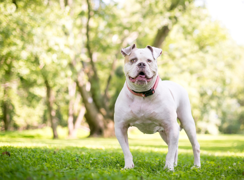 American Bulldog | Alamy Stock Photo