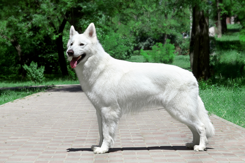 White Swiss Shepherd Dog | Shutterstock