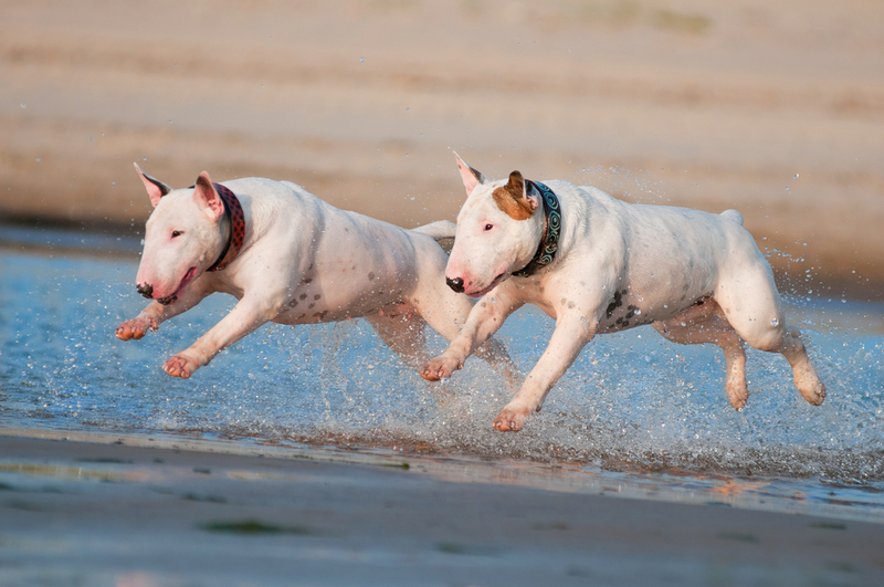 Bull Terrier | Shutterstock