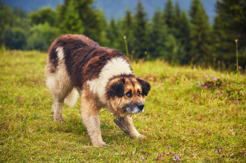 Romanian Mioritic Shepherd Dog | Shutterstock