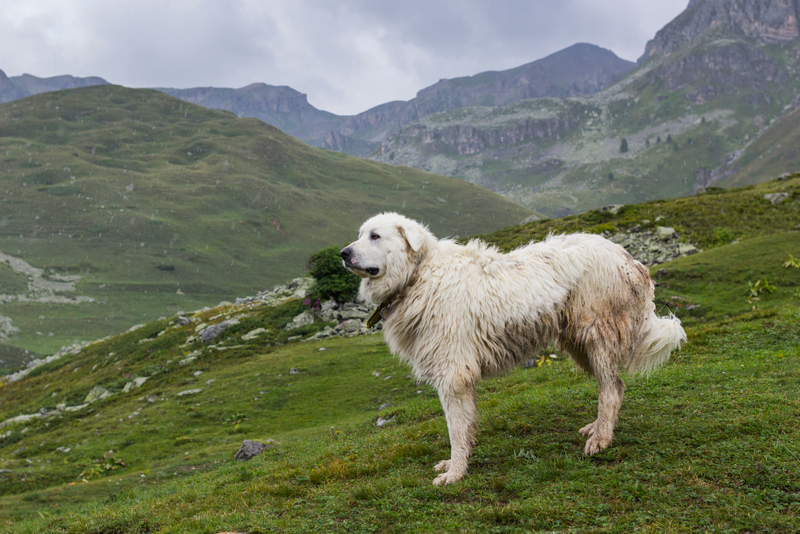 The Great Pyrenees | Shutterstock