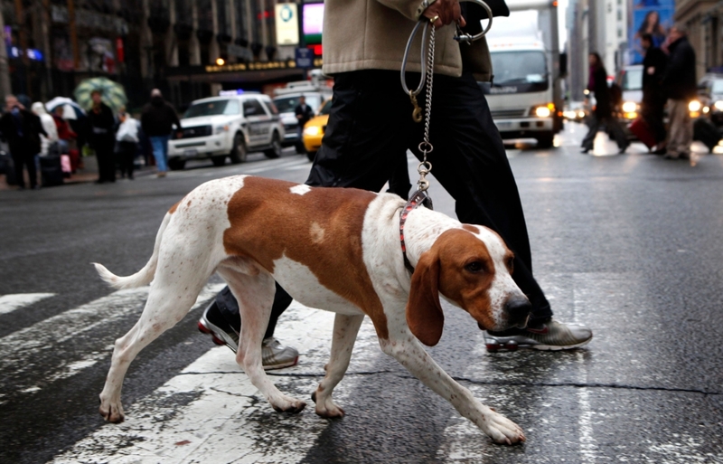 American English Coonhound | Alamy Stock Photo