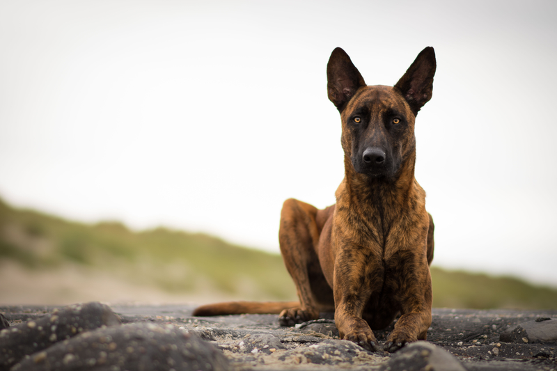 Dutch Sheperd Dog | Shutterstock