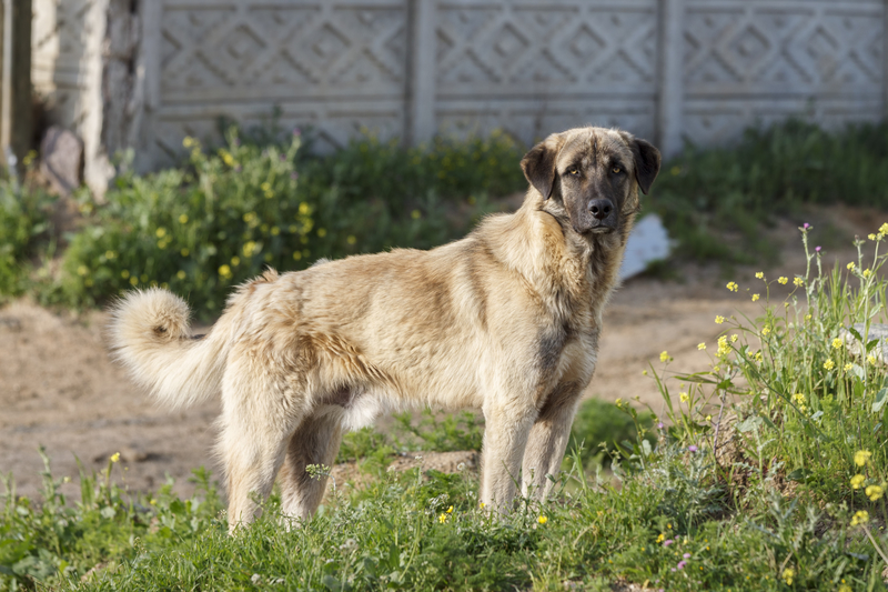 Anatolian Shepherd Dog | Shutterstock