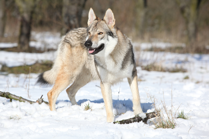 Wolfdog | Shutterstock