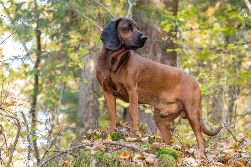 Bavarian Mountain Dog | Shutterstock