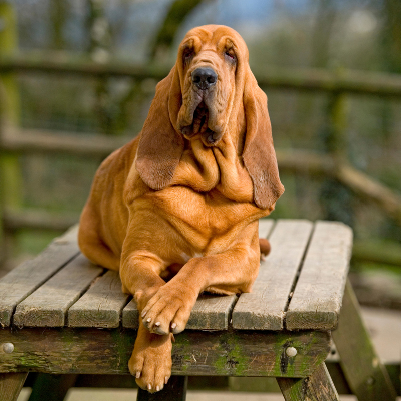 Bloodhounds | Alamy Stock Photo