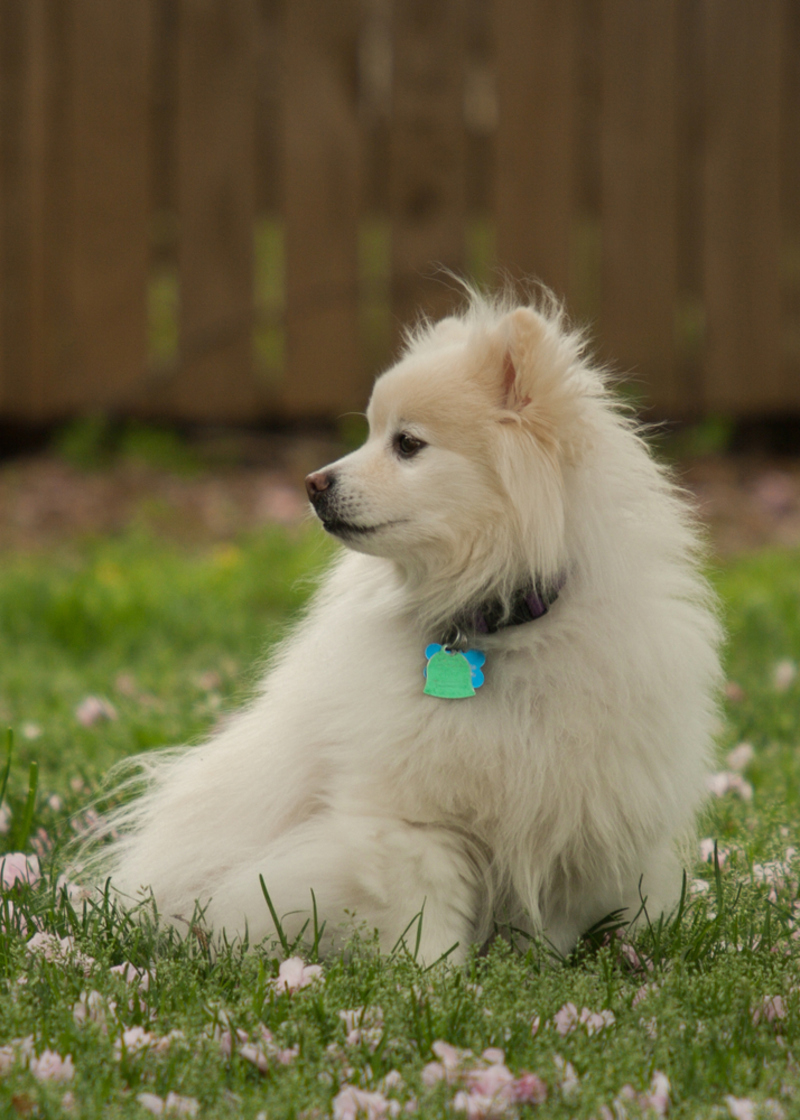 American Eskimo Dog | Shutterstock