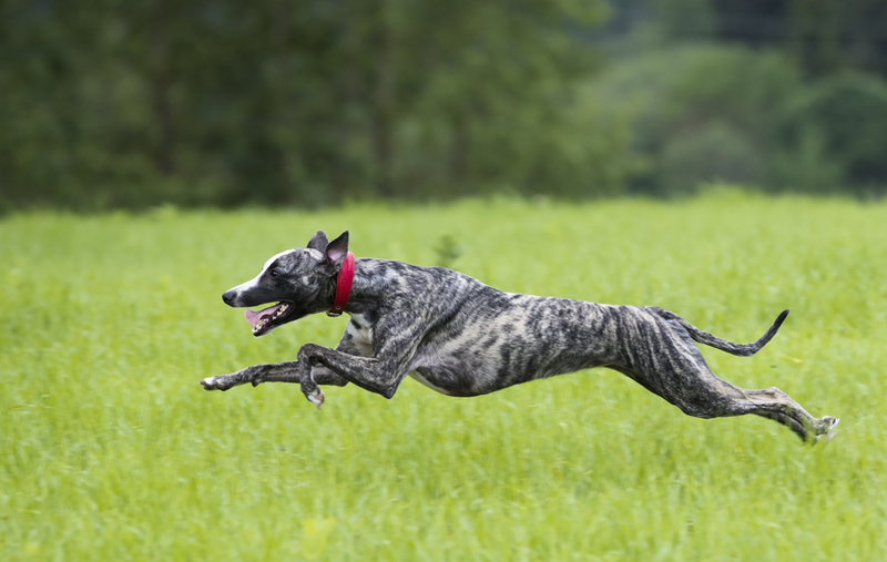 Greyhound | Shutterstock