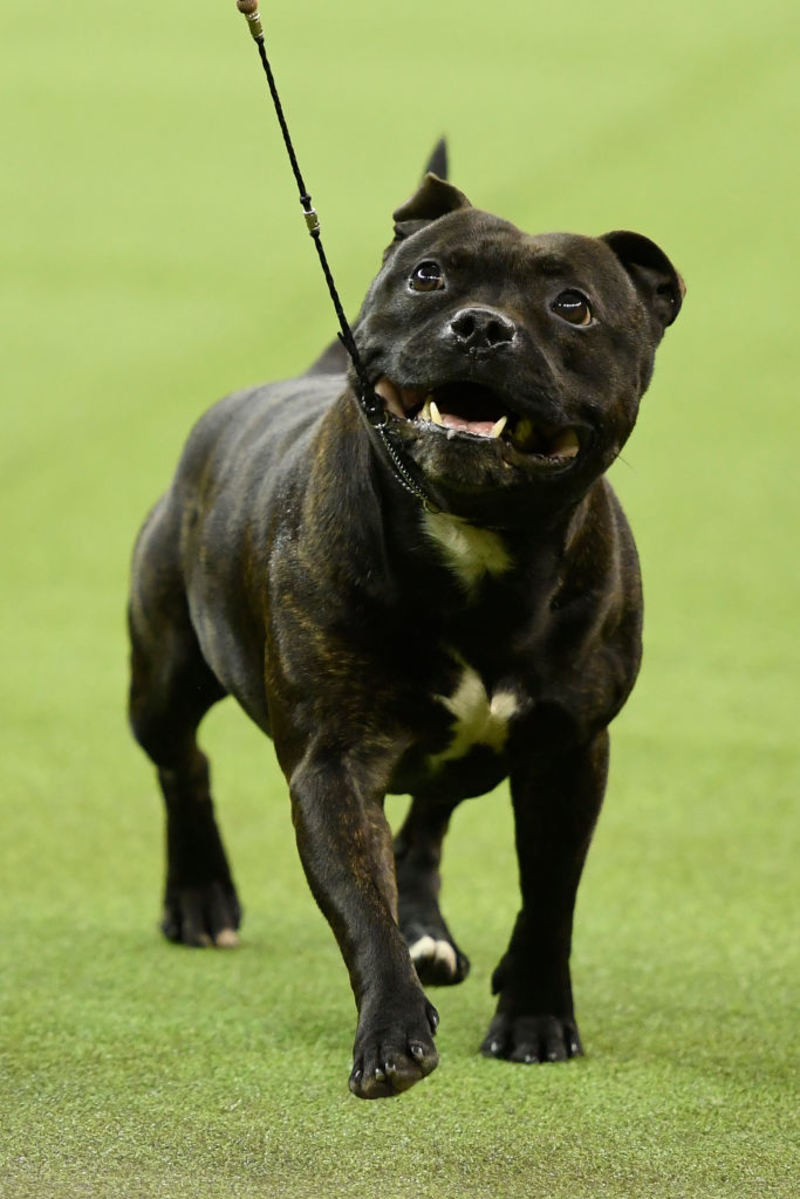 Staffordshire Bull Terrier | Getty Images Photo by Sarah Stier